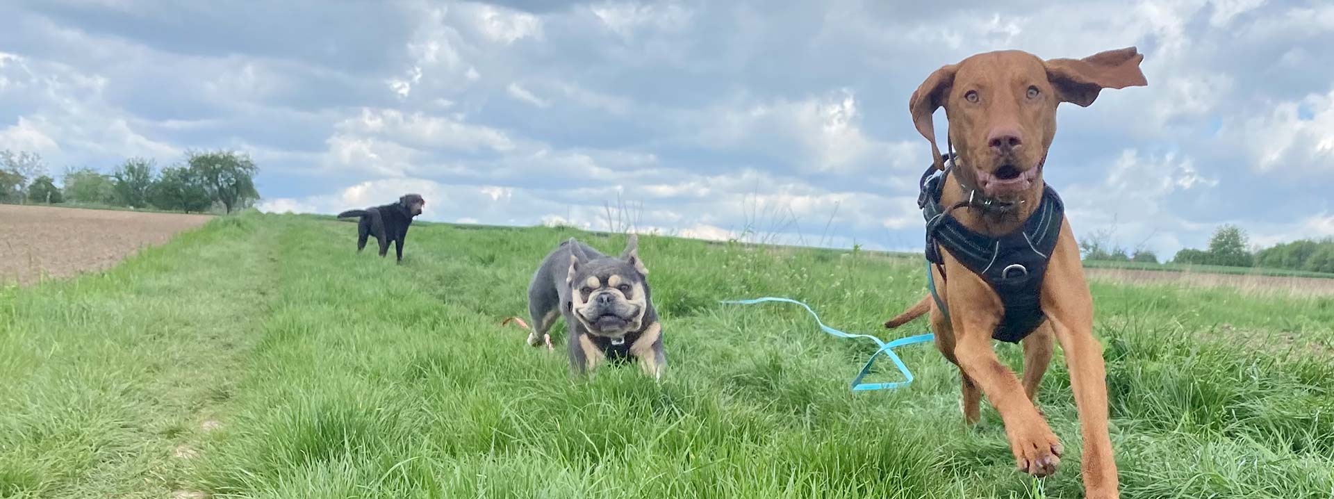 Anoukathi Hundebetreuung e.K.