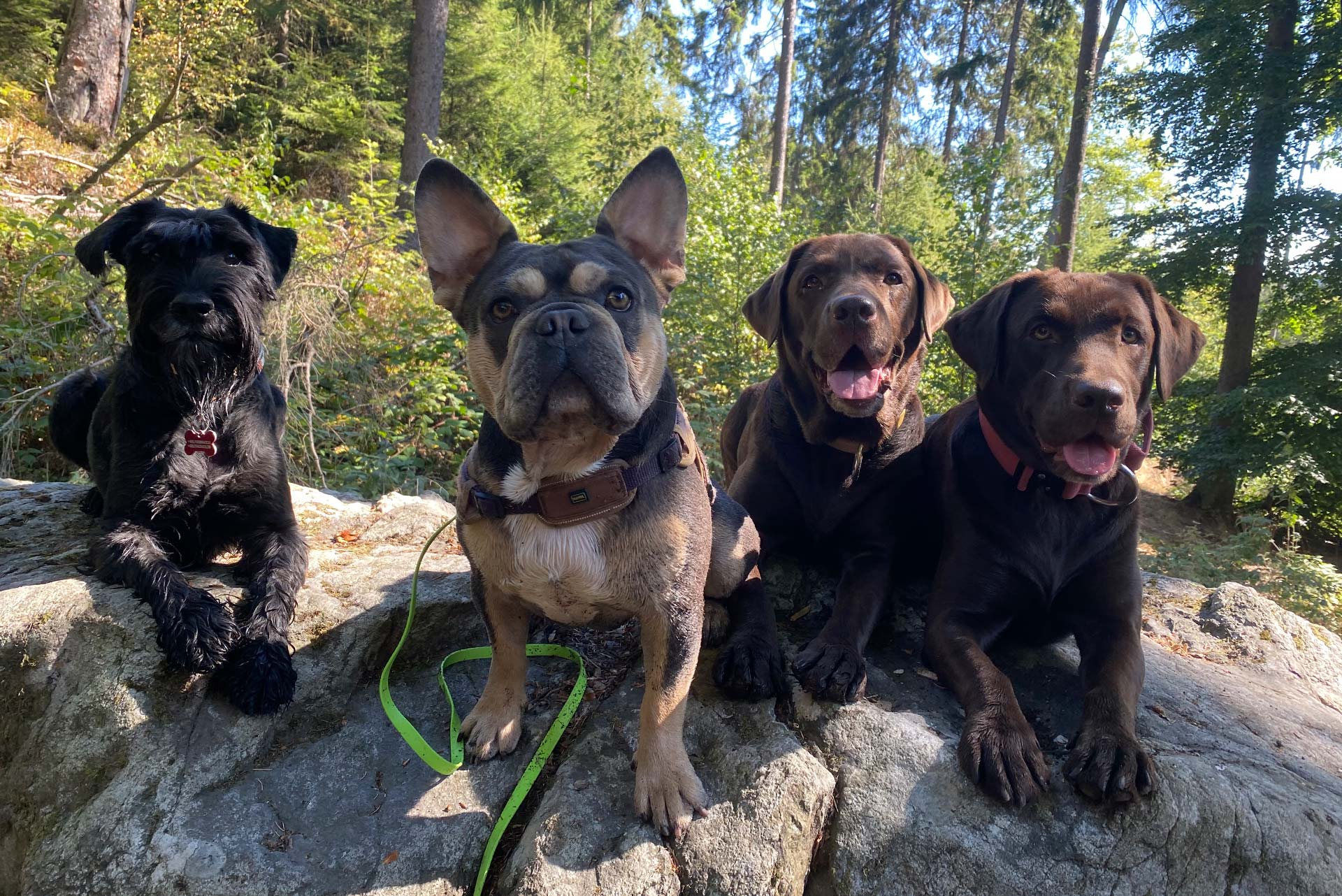 Anoukathi Hundebetreuung e.K.