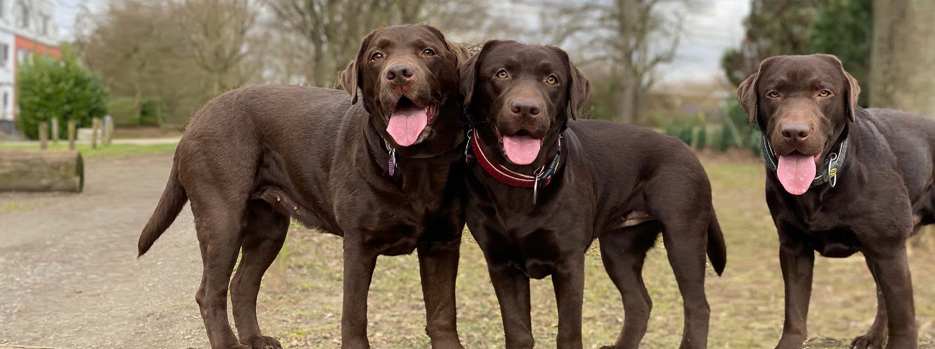 Anoukathi Hundebetreuung e.K.