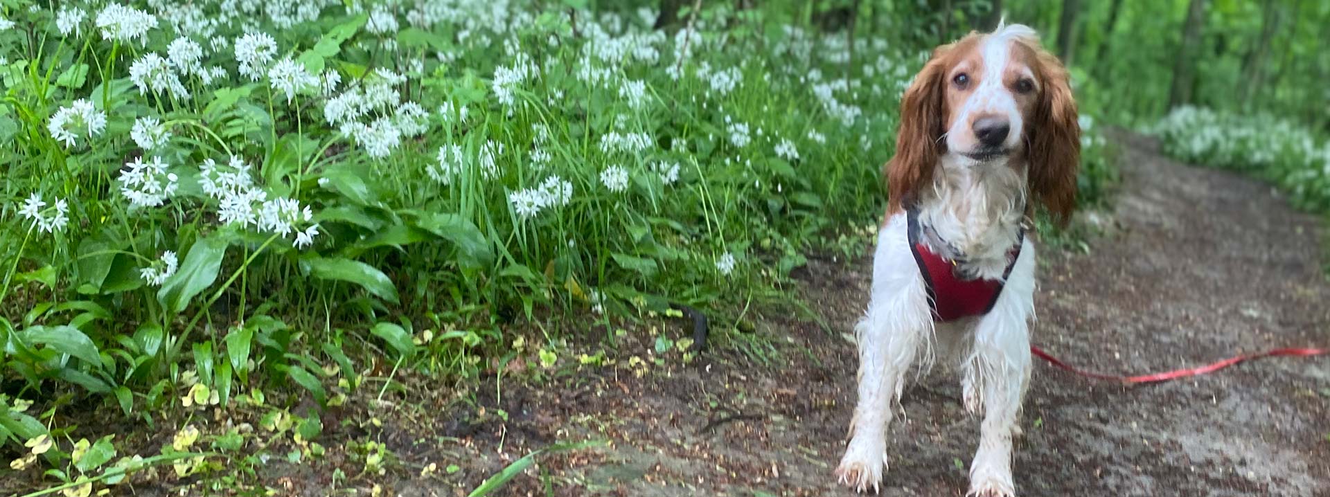 Anoukathi Hundebetreuung e.K.