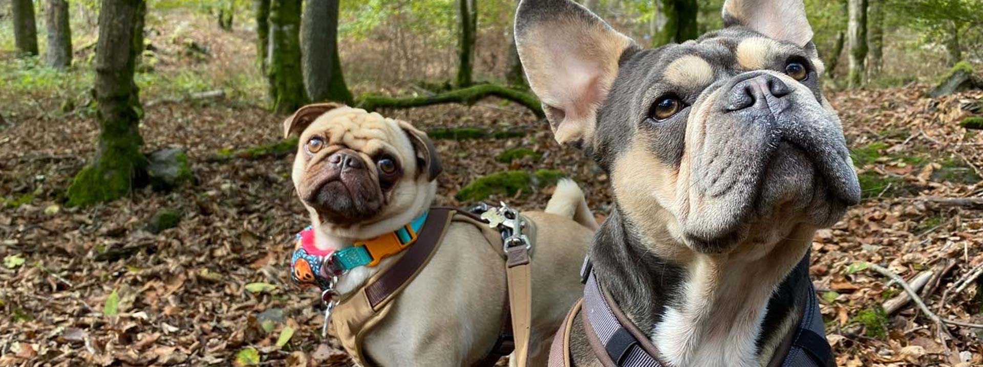 Anoukathi Hundebetreuung e.K.